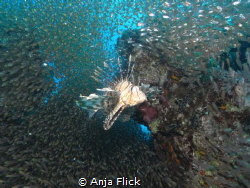 Queen Lion Fish and her follower by Anja Flick 